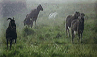 soay sheep